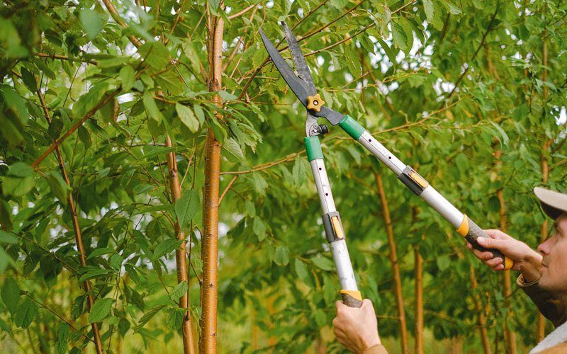 Tree trimming in Milton, WV