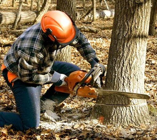 Tree Removal in Milton, WV